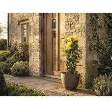 Žltá popínavá ruža v hnedom kvetináči pred vchodom do domu s kamenným múrom a drevenými dverami.