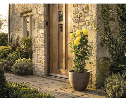 Žltá popínavá ruža v hnedom kvetináči pred vchodom do domu s kamenným múrom a drevenými dverami.