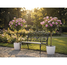 Čierna kovová záhradná lavička s ozdobami medzi dvoma ružovými stromčekovými ružami v bielych kvetináčoch v presvetlenej záhrade.