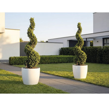 Dve rastliny zostrihané do špirály v bielych okrúhlych kvetináčoch v modernej svetlej záhrade s trávnikom a kamenným chodníkom.