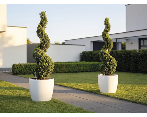 Dve rastliny zostrihané do špirály v bielych okrúhlych kvetináčoch v modernej svetlej záhrade s trávnikom a kamenným chodníkom.