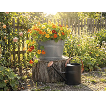 Zinková vaňa s kapucínkou na pni stromu vedľa čiernej kovovej krhly v slnečnej záhrade s dreveným plotom.