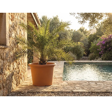 Veľký terakotový kvetináč s palmou na kamennej terase pri bazéne vo svetlej stredomorskej záhrade.