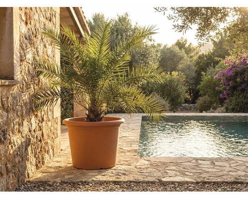 Veľký terakotový kvetináč s palmou na kamennej terase pri bazéne vo svetlej stredomorskej záhrade.