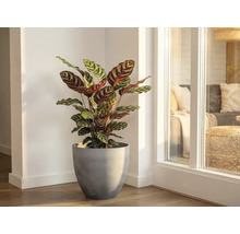 Izbová rastlina Calathea so vzorovanými listami v sivom kvetináči v svetlom rohu miestnosti pri okne.