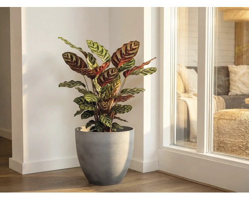 Izbová rastlina Calathea so vzorovanými listami v sivom kvetináči v svetlom rohu miestnosti pri okne.