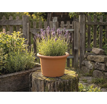 Kvitnúca levanduľa v terakotovom okrúhlom plastovom kvetináči na pni stromu v záhrade s dreveným plotom.