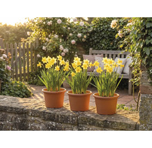 Tri kvetináče so žltými narcismi na kamennom múre v presvetlenej záhrade s drevenou lavičkou a kvitnúcimi ružami.