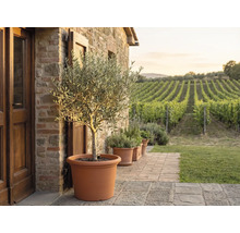 Olivovník vo veľkom terakotovom kvetináči na kamennej terase pred kamenným múrom s výhľadom na vinicu.