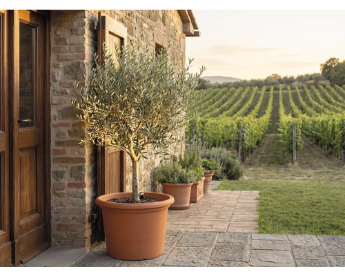 Olivovník vo veľkom terakotovom kvetináči na kamennej terase pred kamenným múrom s výhľadom na vinicu.