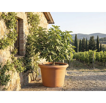 Figovník vo veľkom terakotovom kvetináči pred rustikálnou kamennou stenou s výhľadom na vinicu.