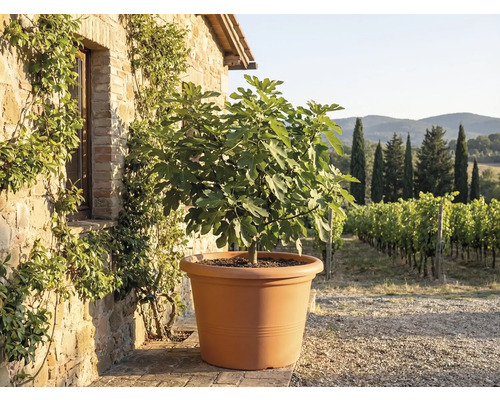 Figovník vo veľkom terakotovom kvetináči pred rustikálnou kamennou stenou s výhľadom na vinicu.