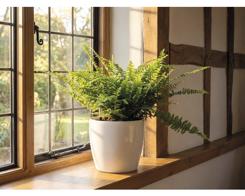 Papraď v bielom kvetináči na drevenom parapete vedľa mriežkovaného okna vo svetlej miestnosti s hrazdením.