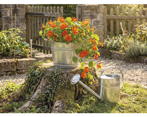 Pozinkované kovové vedro s oranžovými kvetmi na pni stromu vedľa zinkovej krhly v svetlej záhrade s dreveným plotom.