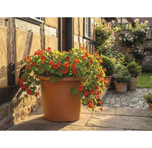 Veľký okrúhly kvetináč v terakotovej farbe s oranžovo kvitnúcou kapucínkou na kamennej terase pri hrázdenom dome.