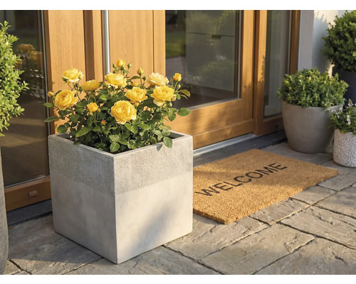 Štvorcový kvetináč v betónovom vzhľade so žltými ružami pri vchode do domu vedľa rohožky Welcome na kamennej dlažbe.