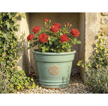 Svetlozelený keramický kvetináč s kvetinovým emblémom, osadený červenými ružami, pred kamenným múrom s brečtanom.