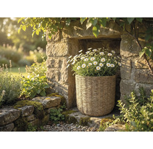 Pletený kôš s bielymi margarétkami umiestnený vo výklenku kamenného múru v presvetlenej záhrade.