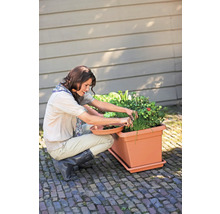 Žena zbiera bylinky a zeleninu z obdĺžnikového terakotového kvetináča na dláždenej terase.