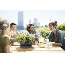 Tmavosivá misa na rastliny s podmiskou na drevenom stole, v pozadí priatelia na slnečnej strešnej terase s výhľadom na mesto.