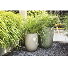 Dva vysoké kvetináče s vlnitou štruktúrou na sivom štrku, vysadené zelenou okrasnou trávou v záhrade.