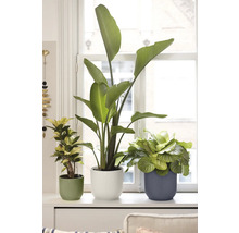 Tri izbové rastliny, vrátane strelície a kalatey, v rebrovaných kvetináčoch na svetlom okennom parapete pred bielym oknom.