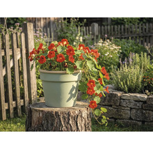 Svetlý keramický kvetináč na pni stromu v záhrade s kvitnúcou kapucínkou.