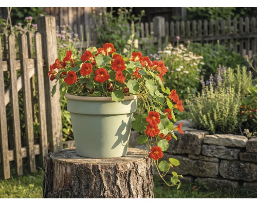 Svetlý keramický kvetináč na pni stromu v záhrade s kvitnúcou kapucínkou.