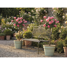 Kovová záhradná lavička medzi dvoma ružami na kmienku v kvetináčoch na štrkovej ceste vo svetlej, udržiavanej záhrade.