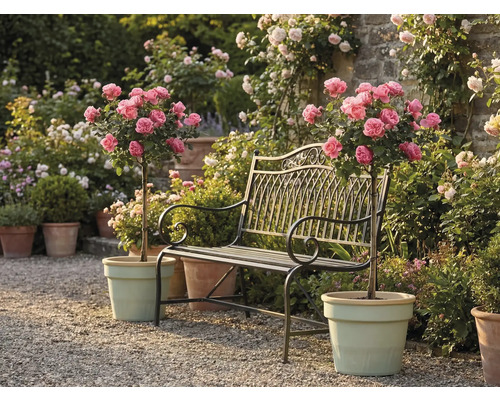 Kovová záhradná lavička medzi dvoma ružami na kmienku v kvetináčoch na štrkovej ceste vo svetlej, udržiavanej záhrade.