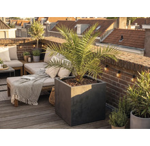 Veľký štvorcový kvetináč v antracitovej farbe s palmou na svetlej, usporiadanej strešnej terase s drevenou podlahou a tehlovou stenou.