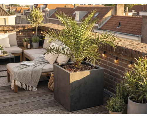 Veľký štvorcový kvetináč v antracitovej farbe s palmou na svetlej, usporiadanej strešnej terase s drevenou podlahou a tehlovou stenou.