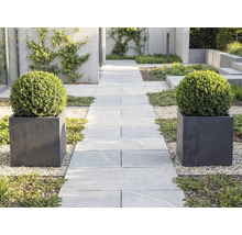 Moderná záhrada s cestou zo svetlosivých dlaždíc, lemovaná dvoma štvorcovými kvetináčmi s guľatými krušpánmi na svetlom štrku.