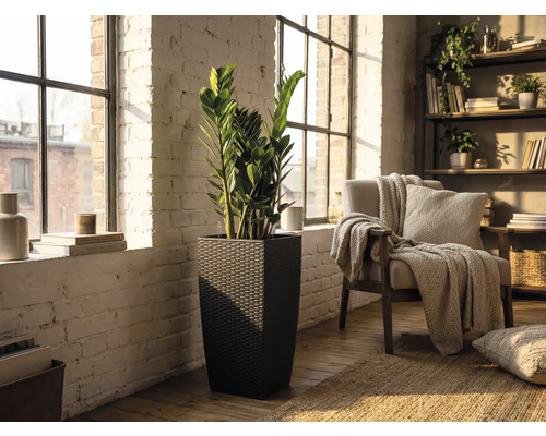 Vysoký štvorcový kvetináč v tmavom ratanovom vzhľade s rastlinou Zamioculcas vo svetlej obývačke s bielou tehlovou stenou.
