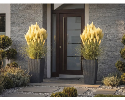 Dva vysoké kvetináče s pleteným vzorom a ozdobnou pampovou trávou pri moderných vchodových dverách s kamenným obkladom.