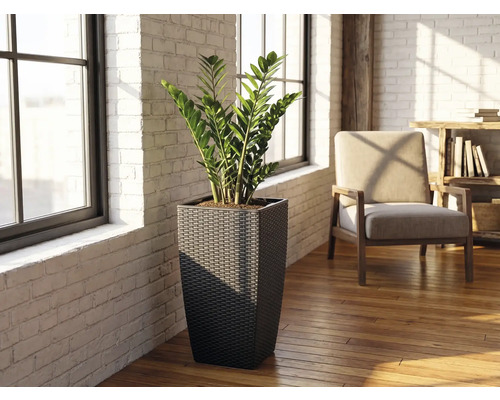 Vysoký štvorcový pletený kvetináč s rastlinou zamiokulkas vo svetlej miestnosti s bielymi tehlovými stenami a drevenou podlahou.