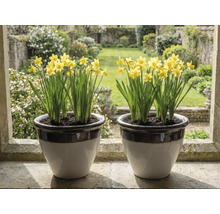 Dva keramické kvetináče so žltými narcismi na kamennom okennom parapete s výhľadom na svetlú záhradu.