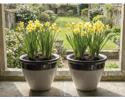 Dva keramické kvetináče so žltými narcismi na kamennom okennom parapete s výhľadom na svetlú záhradu.