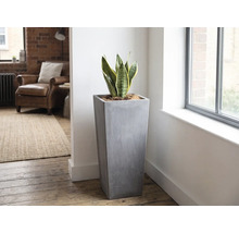 Vysoký, štvorcový kvetináč v sivom betónovom vzhľade so svokriným jazykom vo svetlej, moderne zariadenej obývačke pri okne.
