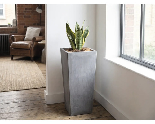 Vysoký, štvorcový kvetináč v sivom betónovom vzhľade so svokriným jazykom vo svetlej, moderne zariadenej obývačke pri okne.