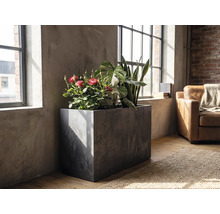 Obdĺžnikový kvetináč v betónovom vzhľade s izbovými rastlinami ako ruže a svokrin jazyk v svetlej miestnosti v industriálnom štýle pri okne.