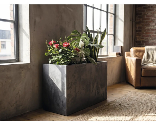 Obdĺžnikový kvetináč v betónovom vzhľade s izbovými rastlinami ako ruže a svokrin jazyk v svetlej miestnosti v industriálnom štýle pri okne.