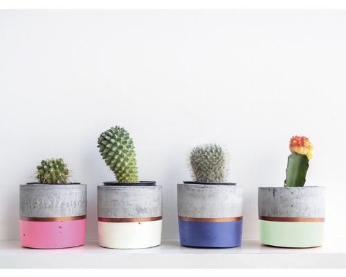 Štyri kaktusy v cementových kvetináčoch s farebnými akcentmi