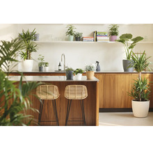 Svetlá moderná kuchyňa s dreveným ostrovčekom, dvoma ratanovými barovými stoličkami a rôznymi izbovými rastlinami v kvetináčoch.