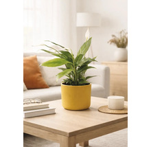 Lopatkovec Spathiphyllum v žltom keramickom kvetináči na drevenom konferenčnom stolíku vo svetlej, moderne zariadenej obývačke.