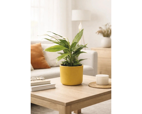 Lopatkovec Spathiphyllum v žltom keramickom kvetináči na drevenom konferenčnom stolíku vo svetlej, moderne zariadenej obývačke.