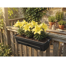 Tmavošedý balkónový truhlík so žltými ľaliami, zavesený na drevenom zábradlí na terase.