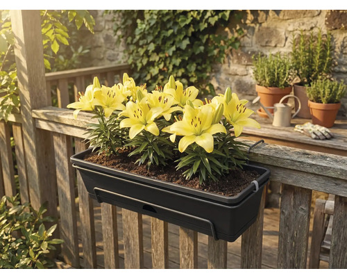 Tmavošedý balkónový truhlík so žltými ľaliami, zavesený na drevenom zábradlí na terase.