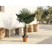 Palma konopná Trachycarpus fortunei v kvetináči na terase s drevenou lavicou a nádobami z terakoty.