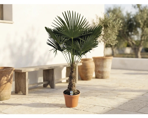 Palma konopná Trachycarpus fortunei v kvetináči na terase s drevenou lavicou a nádobami z terakoty.